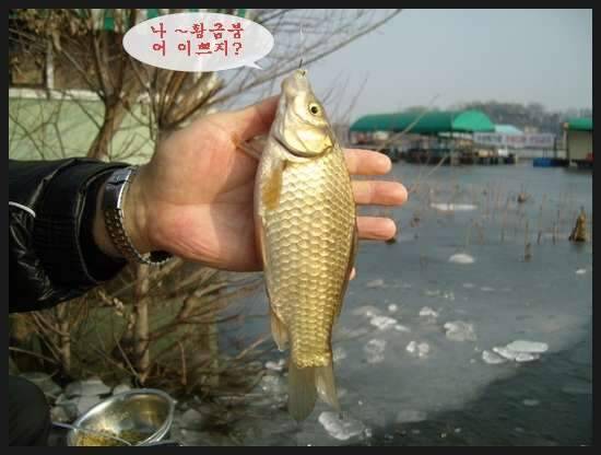 이 계절에 (조황조행기 - 화보조행기)
