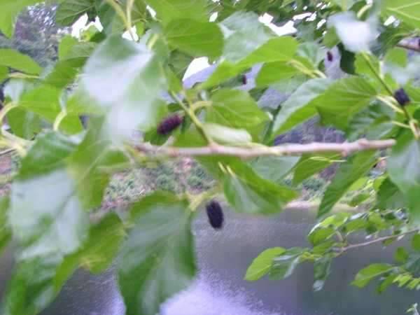 답사 여행을 떠나봅니다 (조황조행기 - 화보조행기)