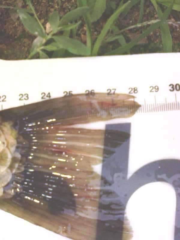 친구집앞150평정도의 둠벙에서 낚시를군위군 하곡리오하지 가기전 동네 안에 소재 (조황조행기 - 화보조행기)
