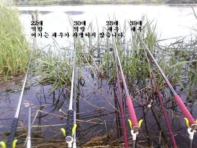 붕어가 웃는다 (조황조행기 - 화보조행기)