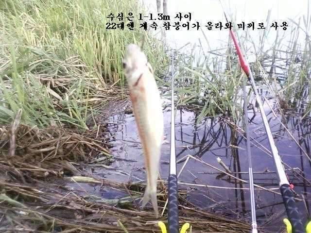붕어가 웃는다 (조황조행기 - 화보조행기)