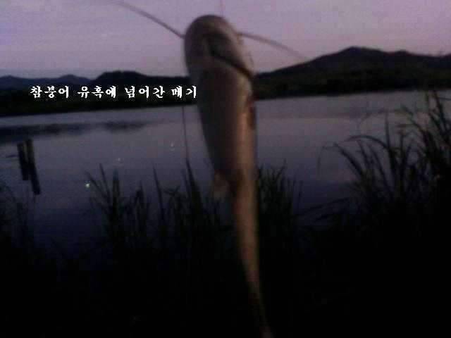 붕어가 웃는다 (조황조행기 - 화보조행기)