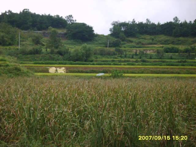 망가지고 있는 산정지 (조황조행기 - 화보조행기)