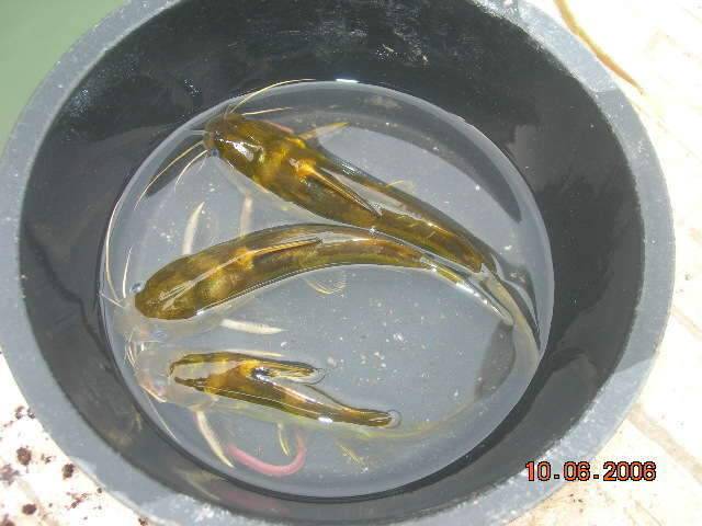 아니 왠 백사장이 (조황조행기 - 화보조행기)