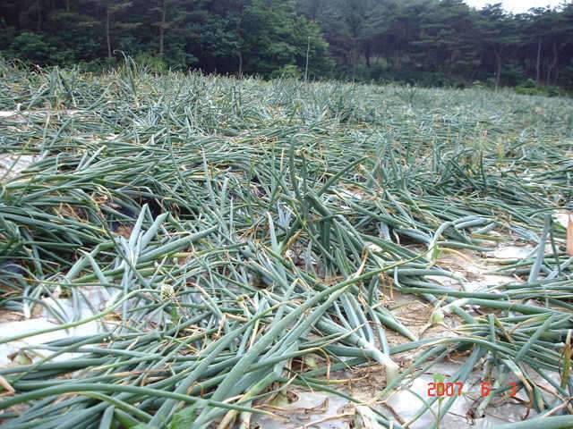 수장지에 다녀왔습니다 (조황조행기 - 화보조행기)