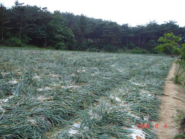 수장지에 다녀왔습니다 (조황조행기 - 화보조행기)