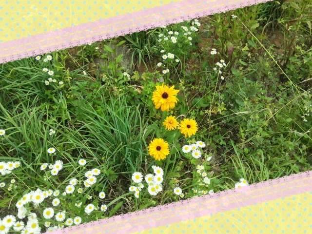 반가운 님과 재회♡ (조황조행기 - 화보조행기)