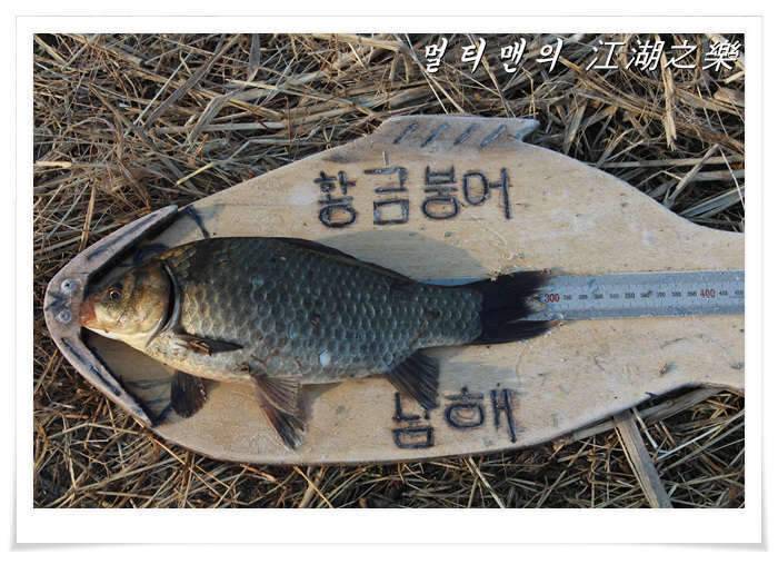 충북지역낚시조황 초보 멀티맨의 낚시조행기 (조황조행기 - 화보조행기)