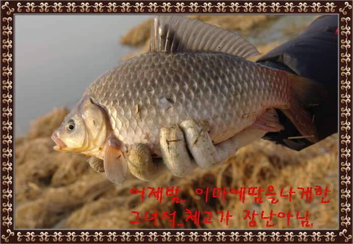 송탄대물의이야기3탄전북 정읍권 (조황조행기 - 화보조행기)