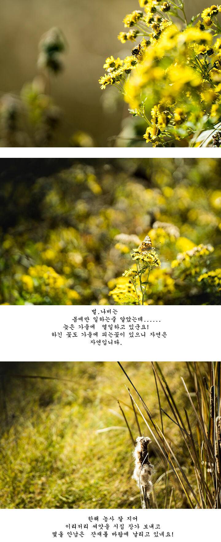 짝 사랑 (조황조행기 - 화보조행기)