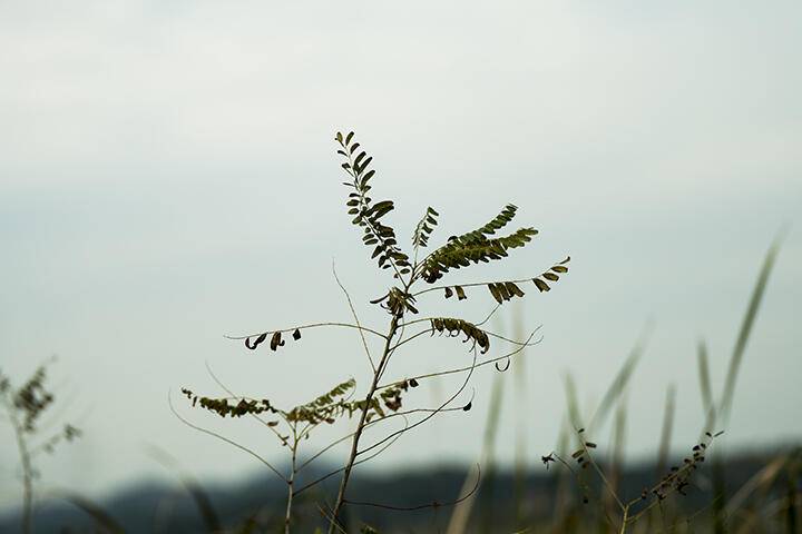 가을 사랑 (조황조행기 - 화보조행기)