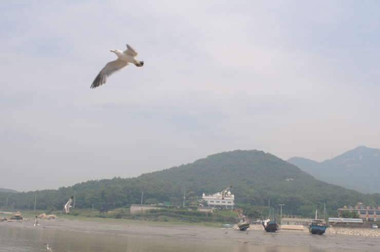 내눈으로 처음본 하루밤에9마리에 월척을 체포 고구지에서 (조황조행기 - 화보조행기)