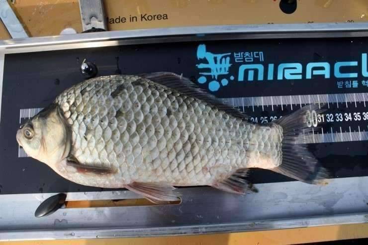 공간의 낚시 조행기 (조황조행기 - 화보조행기)