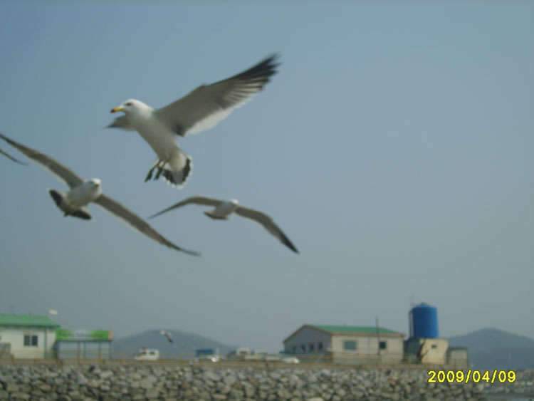 경기도 어류정 수로 세 번째 이야기 (조황조행기 - 화보조행기)