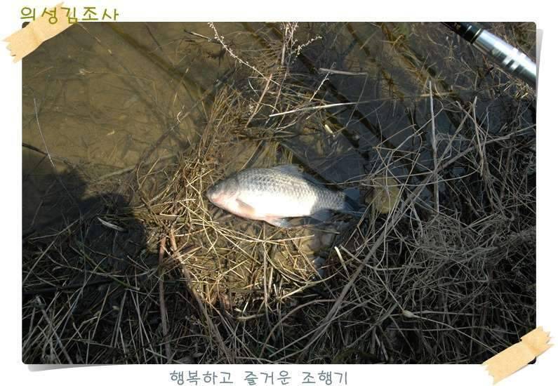 구미 수인조우회 정출 후기 (조황조행기 - 화보조행기)