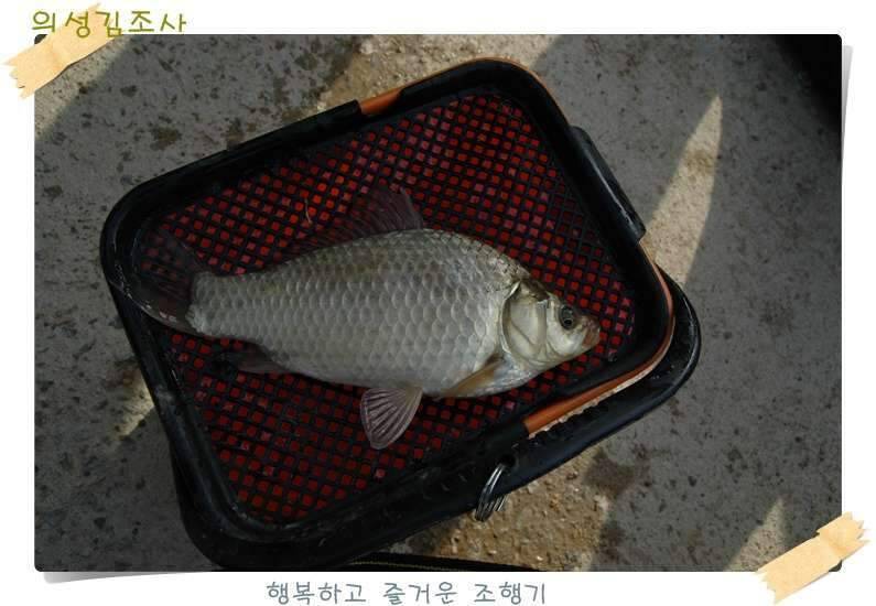 구미 수인조우회 정출 후기 (조황조행기 - 화보조행기)