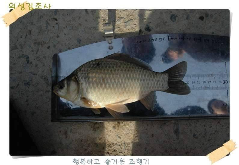 구미 수인조우회 정출 후기 (조황조행기 - 화보조행기)