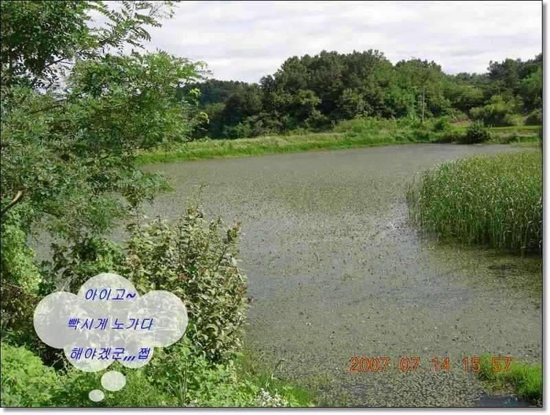 네잎 클로바 대박 예천 무동지 연화지 (조황조행기 - 화보조행기)