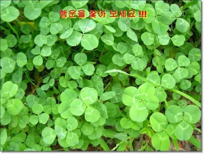 네잎 클로바 대박 예천 무동지 연화지 (조황조행기 - 화보조행기)