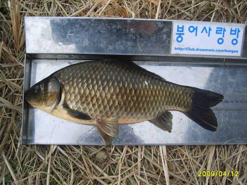 경기도 어류정 수로 세 번째 이야기 (조황조행기 - 화보조행기)