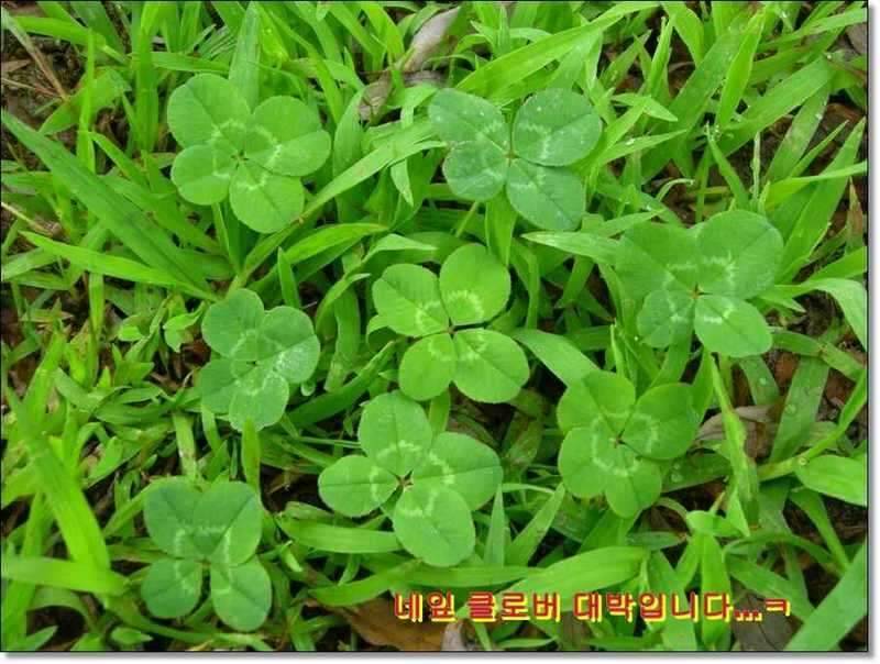 네잎 클로바 대박 예천 무동지 연화지 (조황조행기 - 화보조행기)
