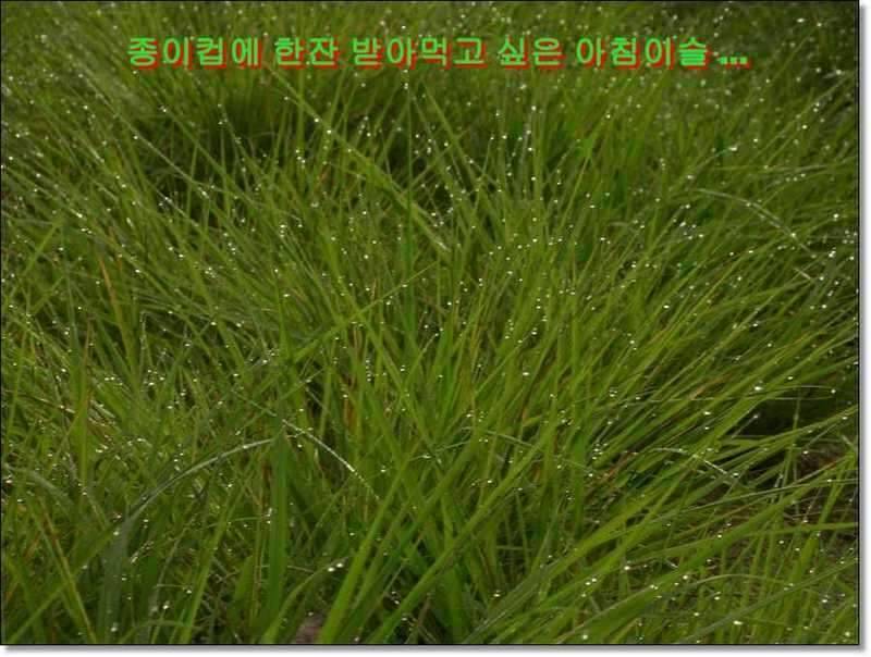 네잎 클로바 대박 예천 무동지 연화지 (조황조행기 - 화보조행기)