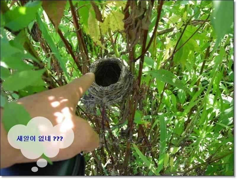 네잎 클로바 대박 예천 무동지 연화지 (조황조행기 - 화보조행기)