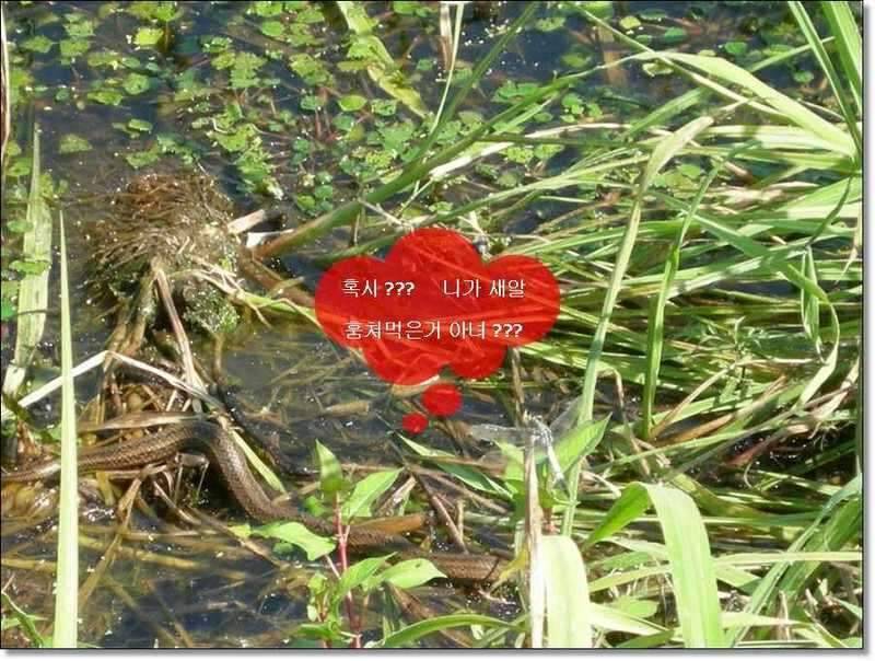 네잎 클로바 대박 예천 무동지 연화지 (조황조행기 - 화보조행기)