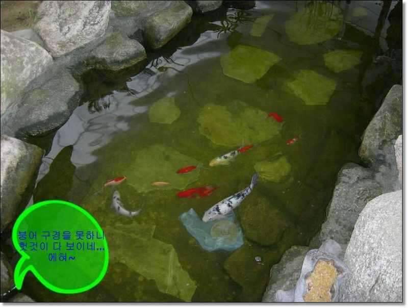 네잎 클로바 대박 예천 무동지 연화지 (조황조행기 - 화보조행기)