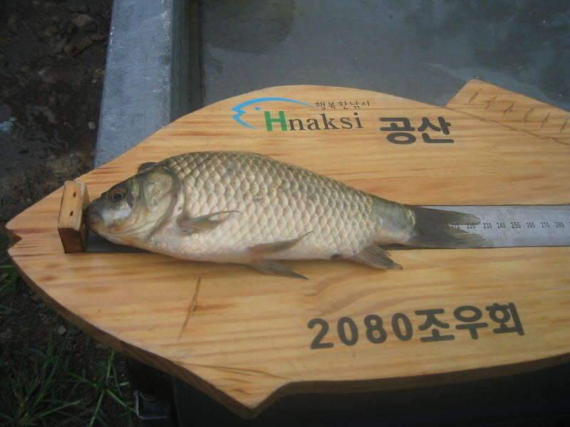 2080조우회8월정기출조다문지 (조황조행기 - 화보조행기)