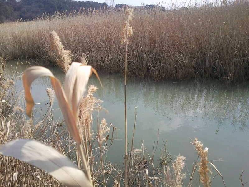 신묘년 첫 물낚시 (조황조행기 - 화보조행기)