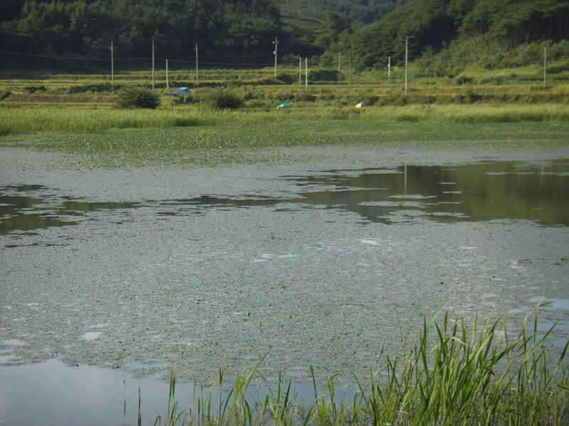 벌초와 낚시 (조황조행기 - 화보조행기)