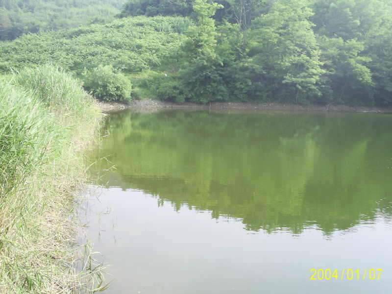 6월23일 군위 효령면 거매2리윗못 (조황조행기 - 화보조행기)