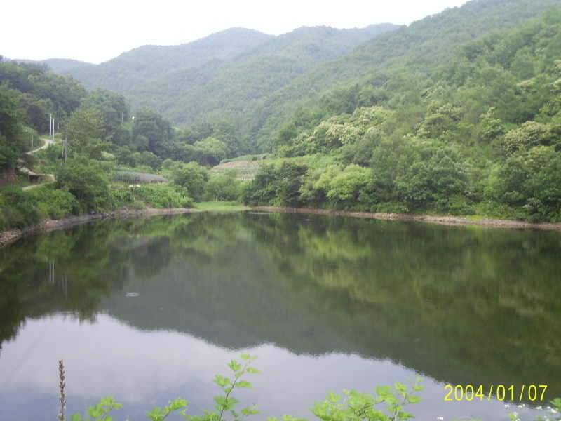 6월23일 군위 효령면 거매2리윗못 (조황조행기 - 화보조행기)