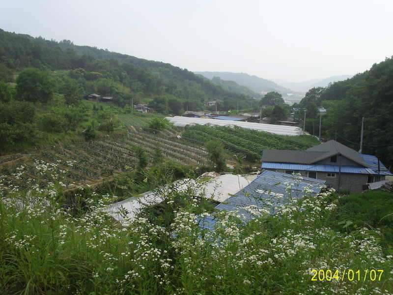 6월23일 군위 효령면 거매2리윗못 (조황조행기 - 화보조행기)