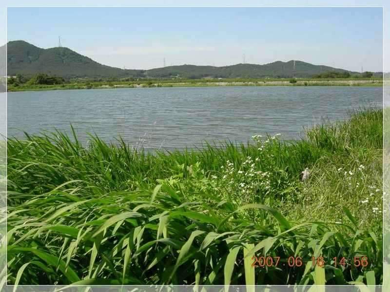 서부낚동 6월 정출 당진 덕삼지 (조황조행기 - 화보조행기)