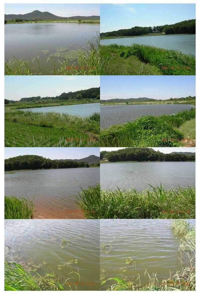서부낚동 6월 정출 당진 덕삼지 (조황조행기 - 화보조행기)