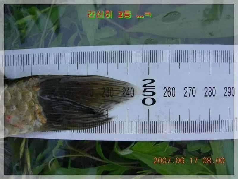 서부낚동 6월 정출 당진 덕삼지 (조황조행기 - 화보조행기)