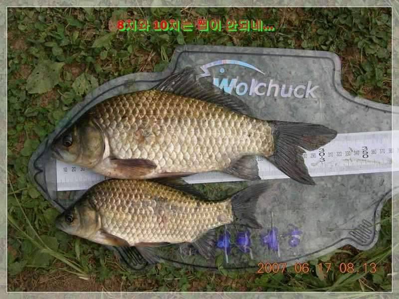 서부낚동 6월 정출 당진 덕삼지 (조황조행기 - 화보조행기)