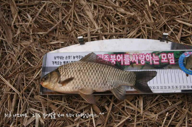 얼쑤평택호 봄이 왔네 (조황조행기 - 화보조행기)