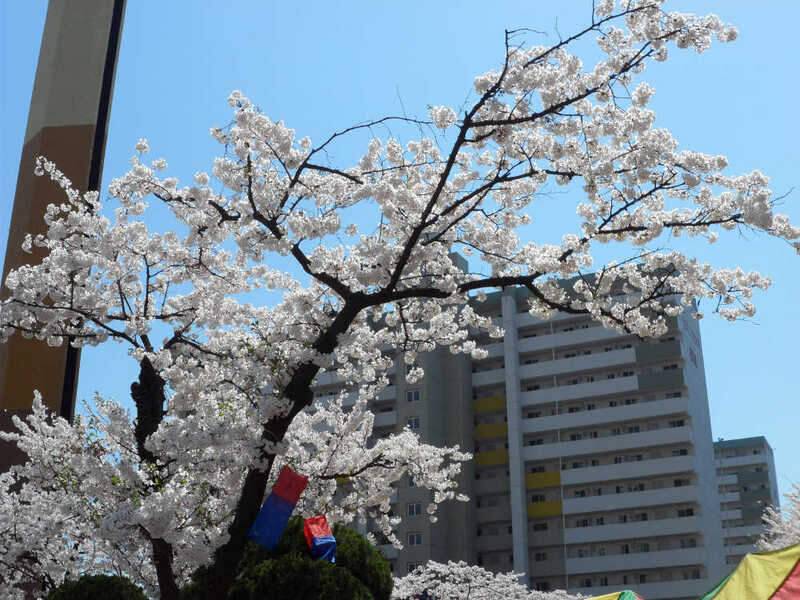 月下日記 그 세번째꽃보다 아름다운 월척 봄붕어 (조황조행기 - 화보조행기)