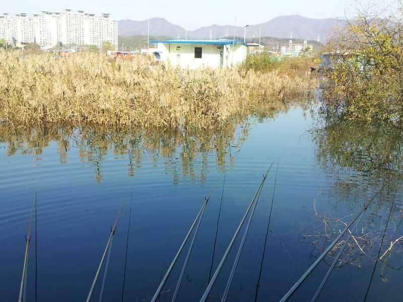 송전지 수상좌대 조행기 (조황조행기 - 화보조행기)
