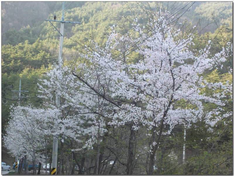 반가운동생 (조황조행기 - 화보조행기)