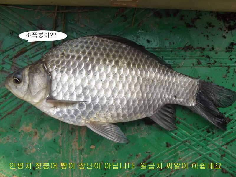태안 달산지찍고 서산 인평지 (조황조행기 - 화보조행기)