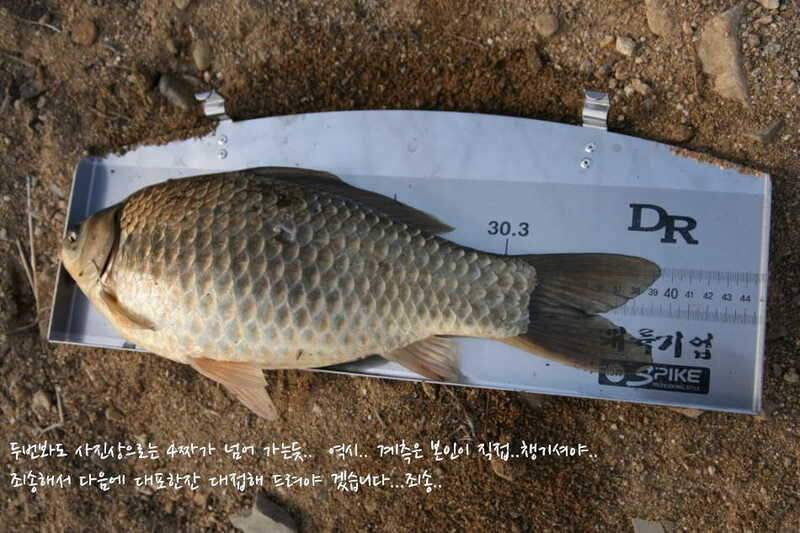 고복저수지 봄이 왔습니다 (조황조행기 - 화보조행기)