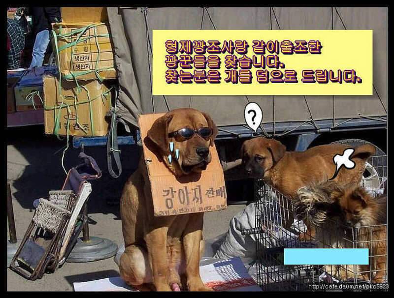 임실평지형저수지붕어낚시 (조황조행기 - 화보조행기)