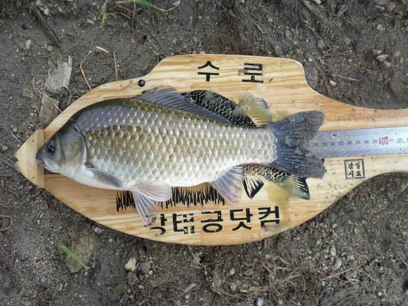 오랫만의 소류지 낚시 (조황조행기 - 화보조행기)