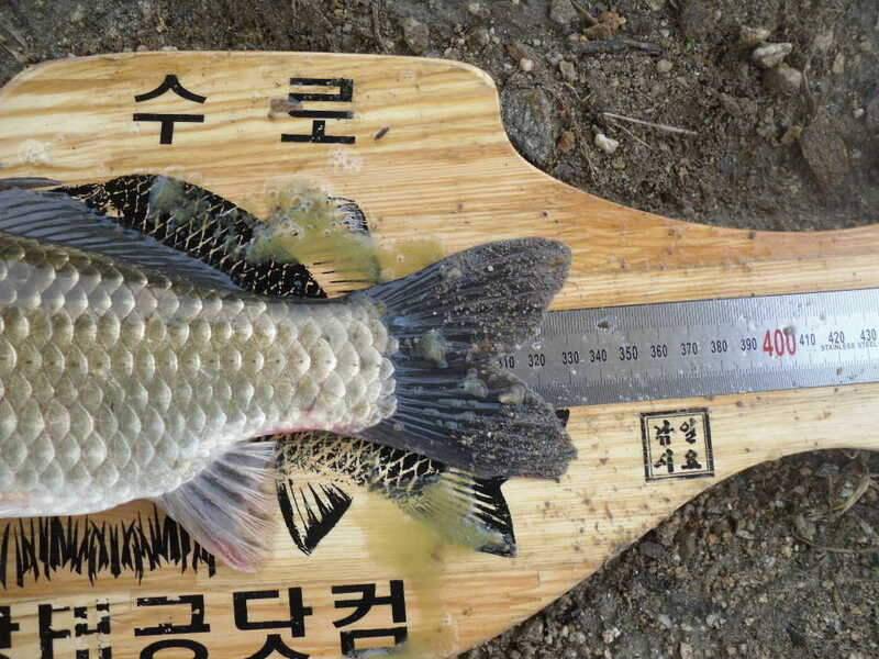 오랫만의 소류지 낚시 (조황조행기 - 화보조행기)