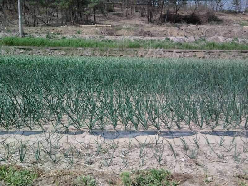 창녕권 2번째 탐사기 (조황조행기 - 화보조행기)