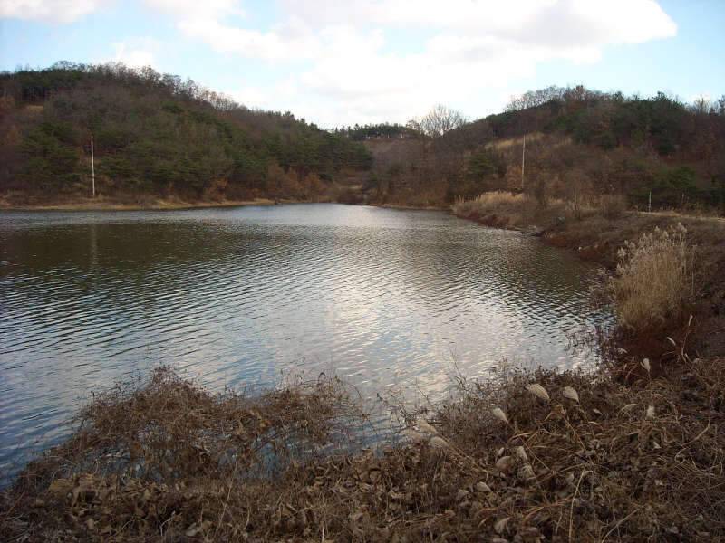 골드붕어 12월 마지막 정출 (조황조행기 - 화보조행기)